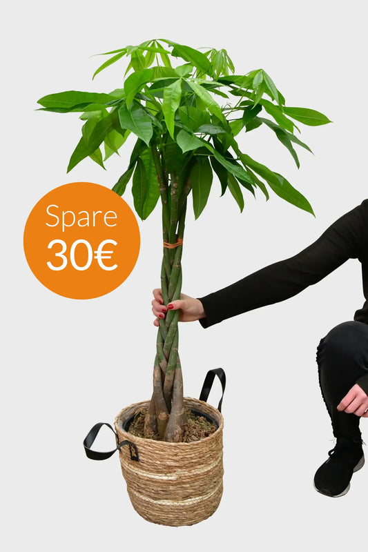 SPECIAL OFFER XXL Glückskastanie 140-150cm