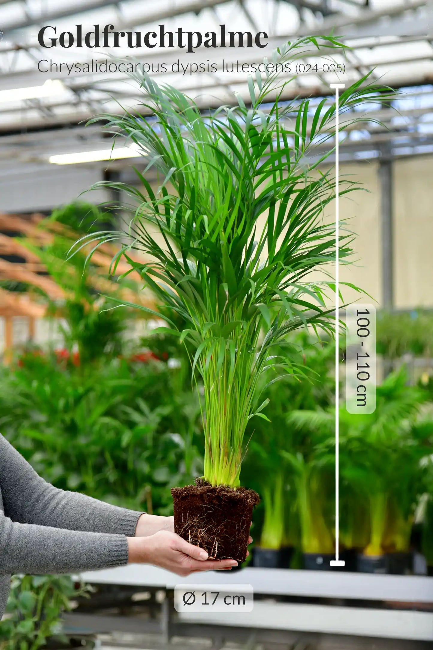 SPECIAL OFFER: Große Goldfruchtpalme, 100-110cm