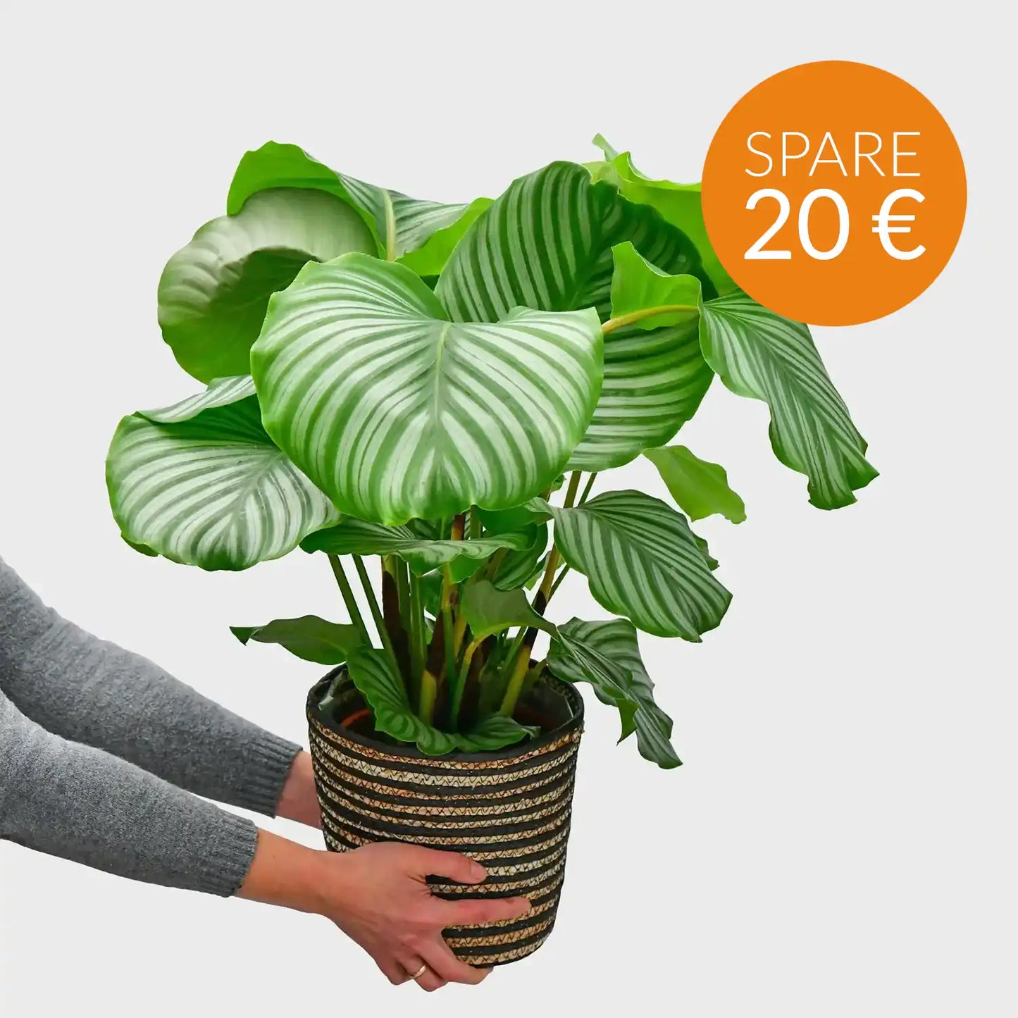 SPECIAL OFFER Calathea Orbifolia No.19
