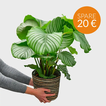 SPECIAL OFFER Calathea Orbifolia No.19