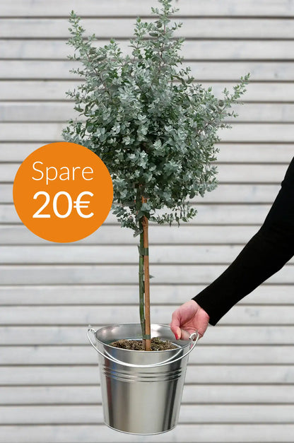 SPECIAL OFFER Großes Eukalyptus Bäumchen