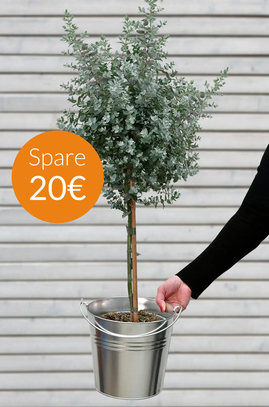 SPECIAL OFFER Großes Eukalyptus Bäumchen