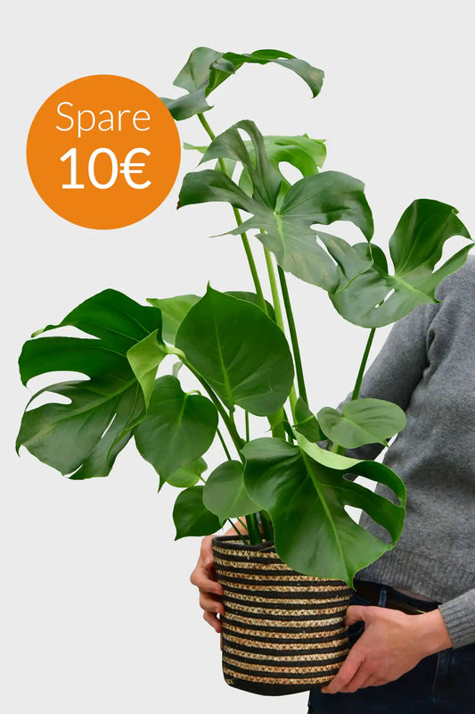 SPECIAL OFFER Große Monstera, 90cm