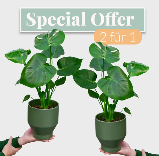 SPECIAL OFFER 2 für 1 Monstera