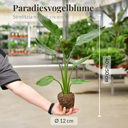 SPECIAL OFFER Strelitzia