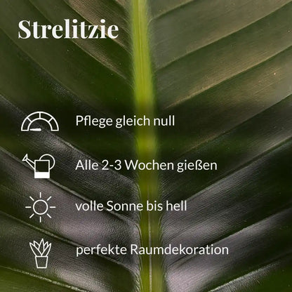 SPECIAL OFFER Strelitzia