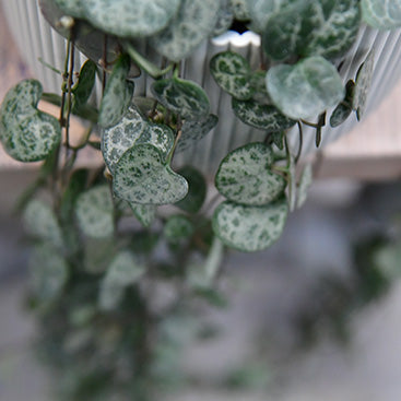 String of Hearts Pflanze Leuchterblume