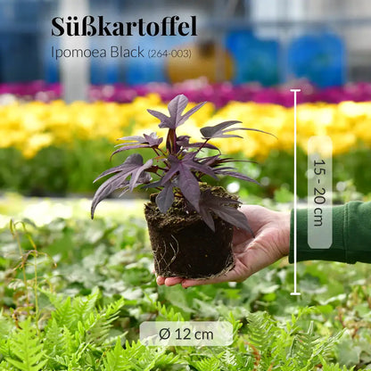 Mix & Match Ungiftige Nordbalkon Pflanzen