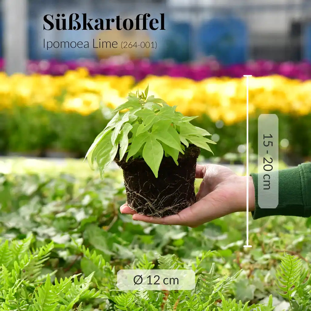 Süßkartoffel Lime, hängend