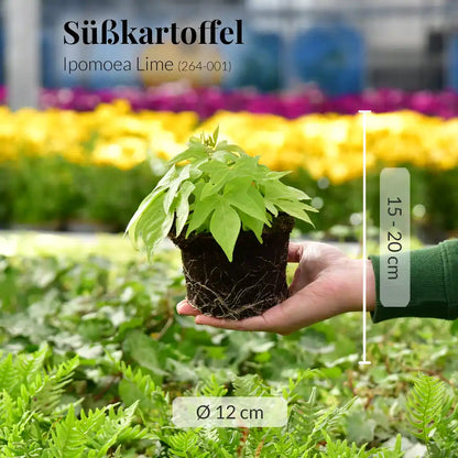Süßkartoffel Lime, hängend