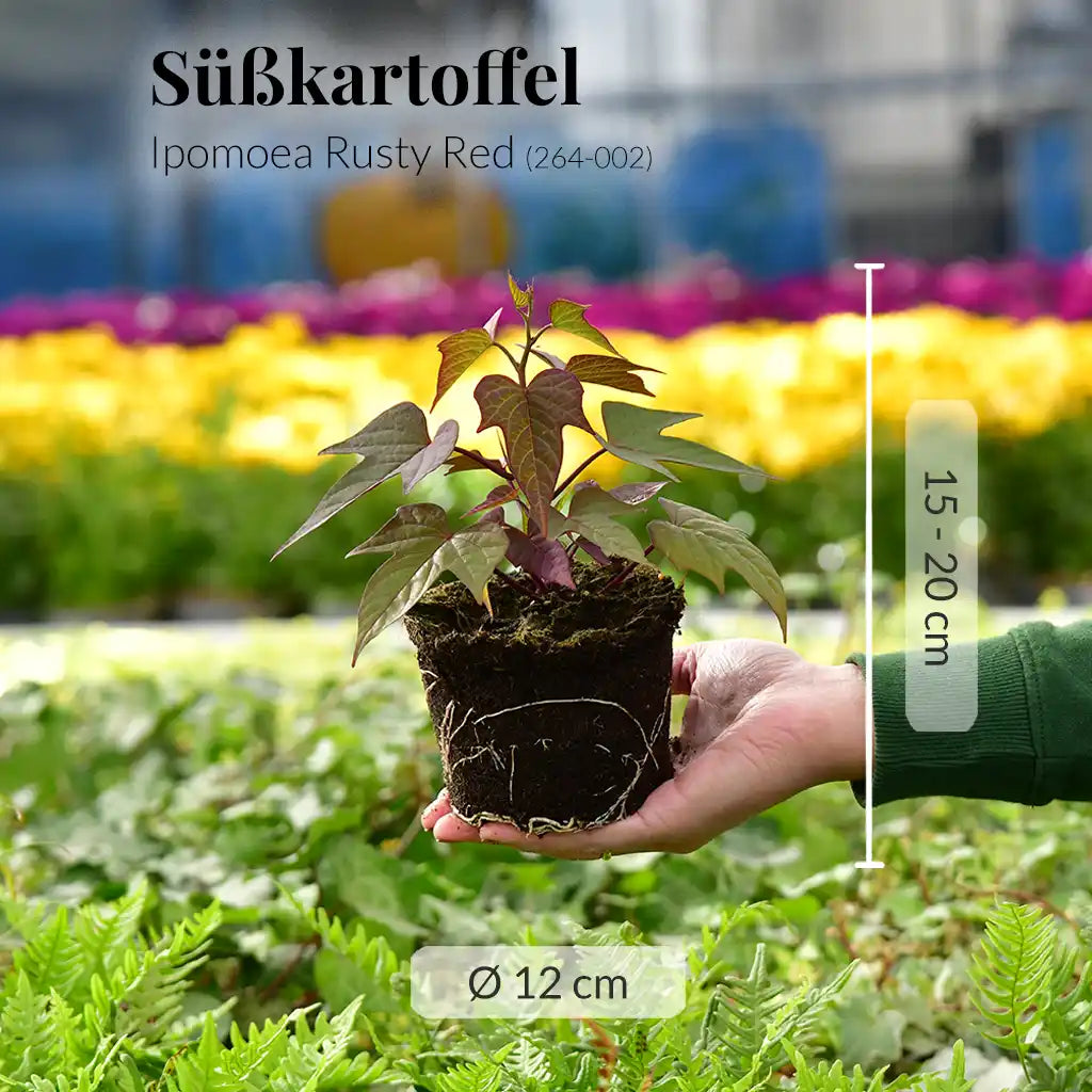 Mix & Match Ungiftige Nordbalkon Pflanzen