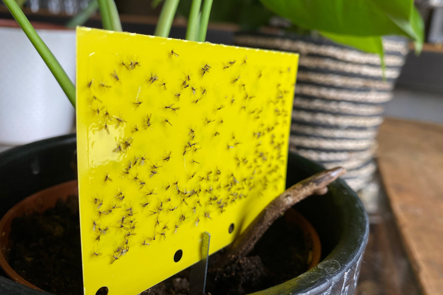 Trauermücken-Gelbtafel-Übertopf-Pflanze