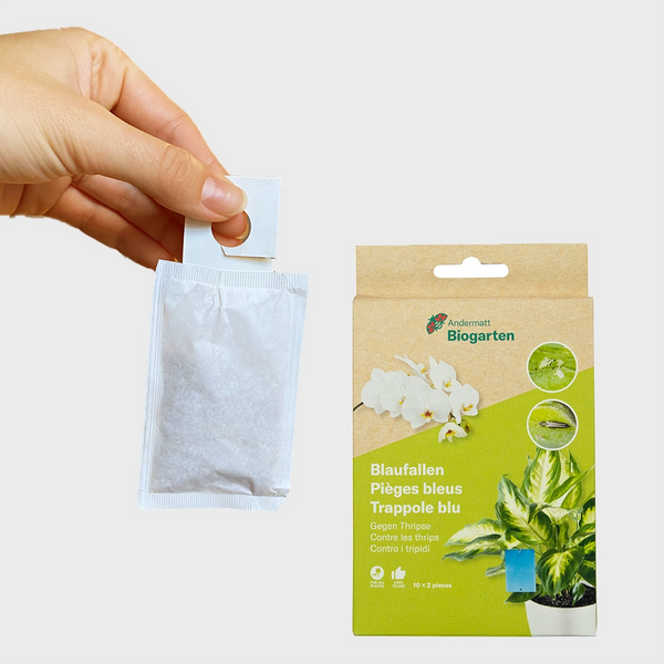 Thripse Ad: Raubmilben und Blautafeln gegen Thripse  Green Me Up