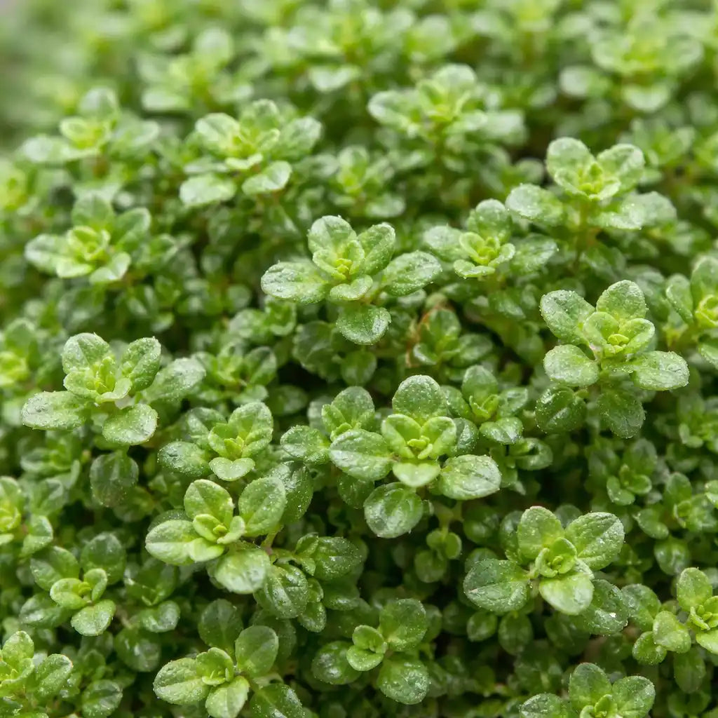 Kräuter Detailbild vom winterharten Thymian 