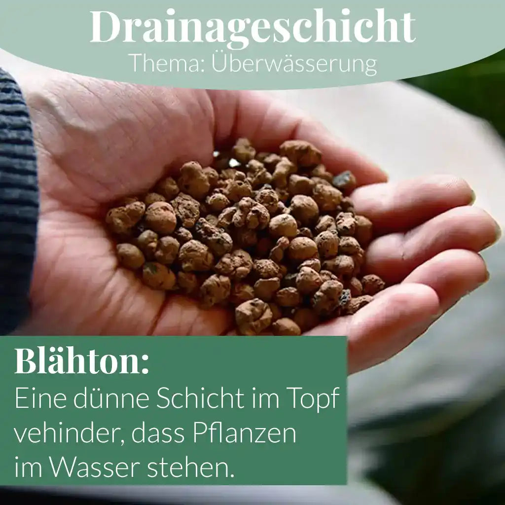 Mix & Match Pflanzen-Pflegeset Herbst