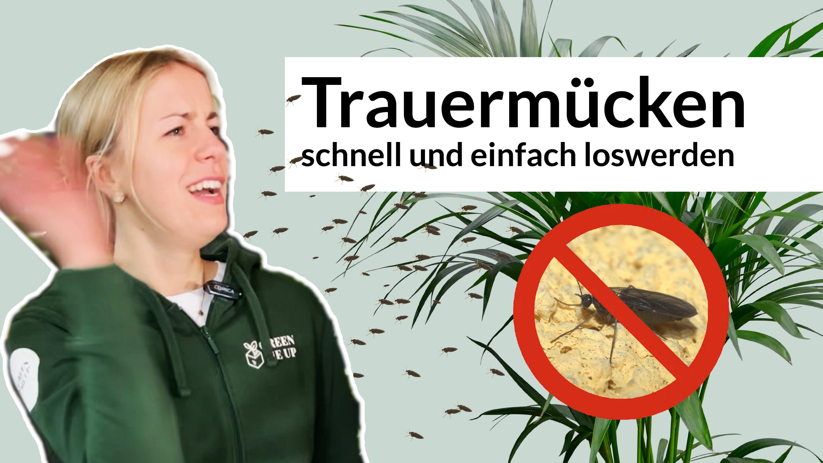 Video laden: Video Trauermücken Schädling an Zimmerpflanzen bekämpfen