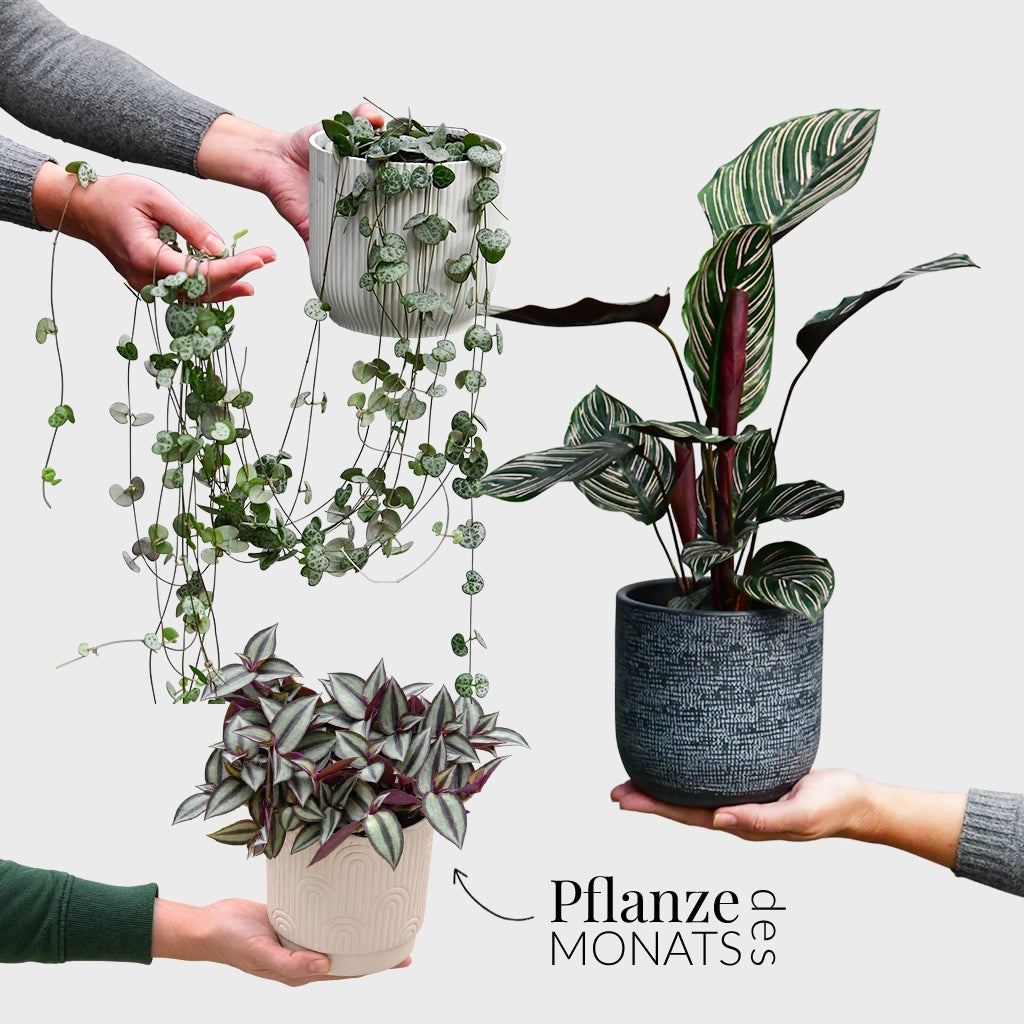 Pflanzensets aus Tradescantia Zebrina, Calathea Ornata und String of hearts