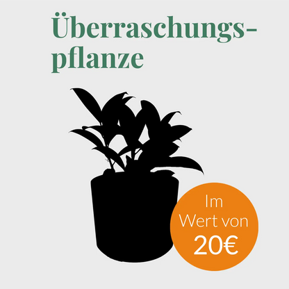 Überraschungspflanze im Wert von 20€