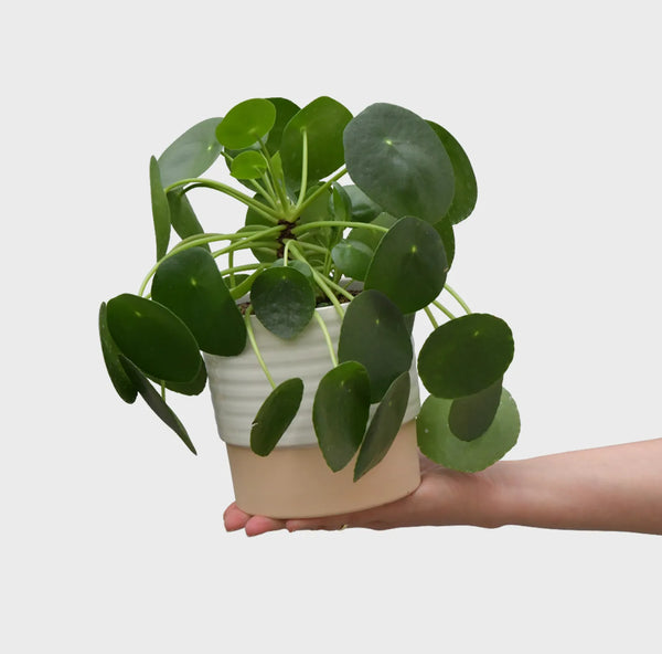 große ufopflanze Pilea Ufopflanze kaufen – Green Me Up