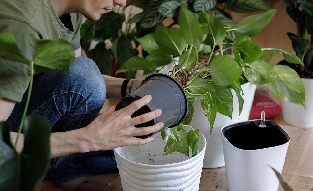 Schimmel oder Pilze auf Pflanzenerde Was tun? Green Me Up