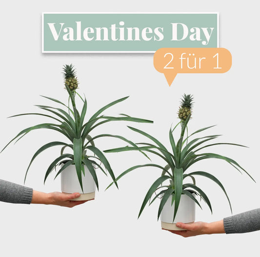 VALENTINES DAY 2 FÜR 1 Zierananas