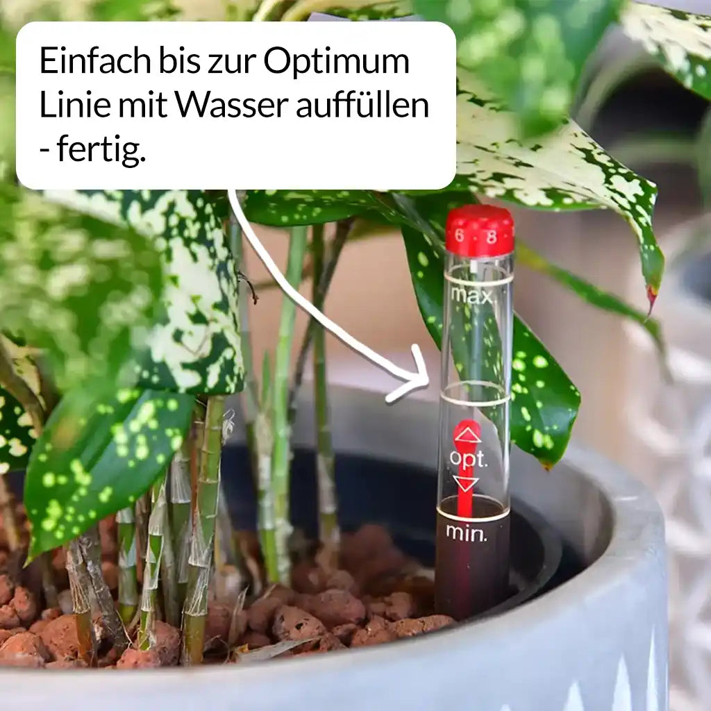Palettenset Classico: 6 XL Büropflanzen in Hydrokultur