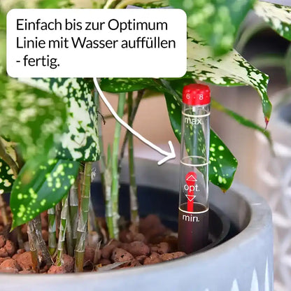 Hydro 3er Pflanzen Set Drachenbaum Mix