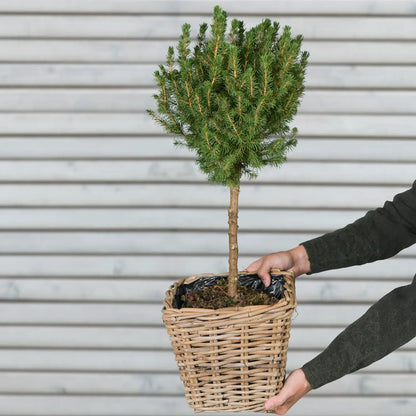 Weihnachtsbaum Stämmchen Picea mit Krone