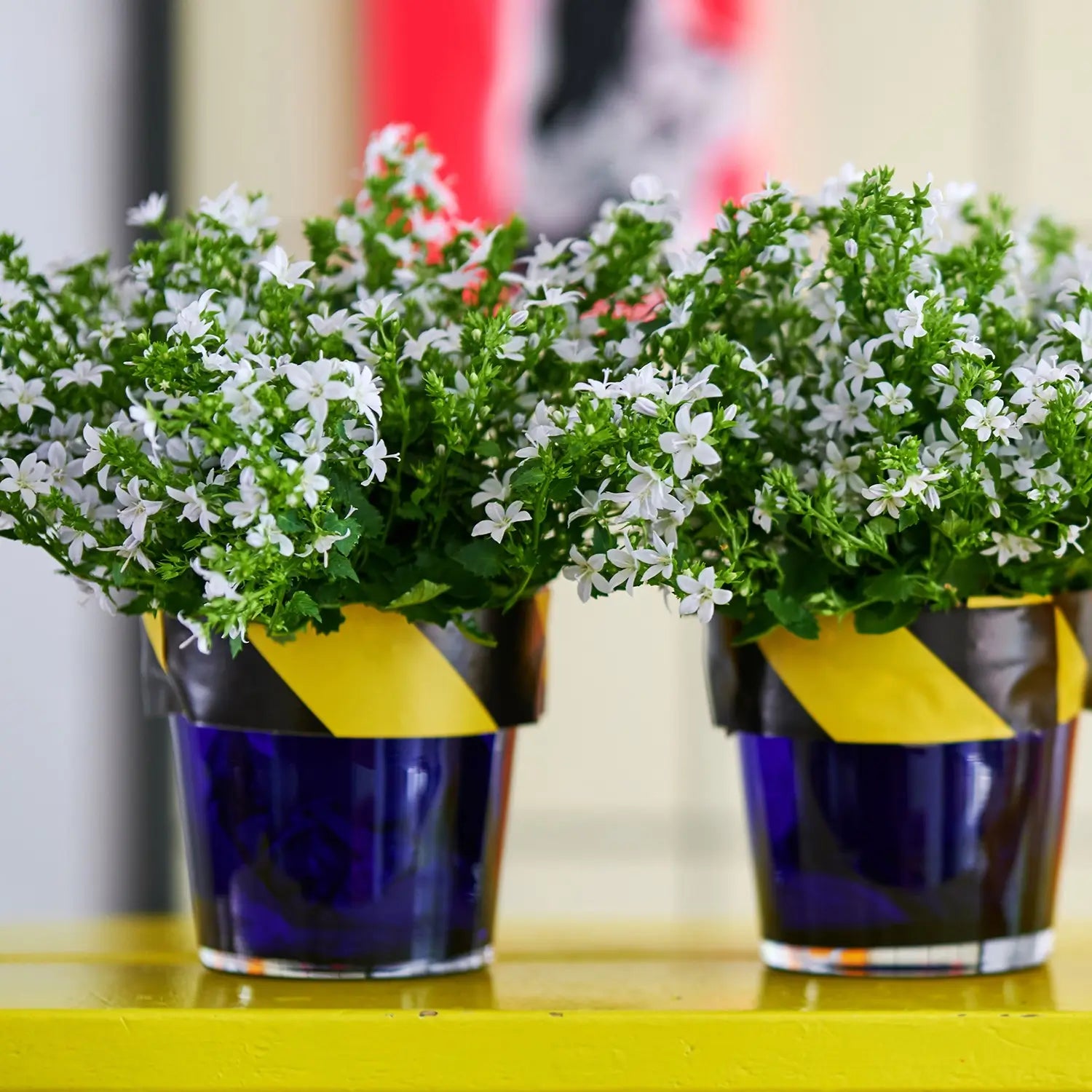 Weiße Glockenblumen im blauen Deko Pot