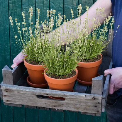 Weißer Lavender