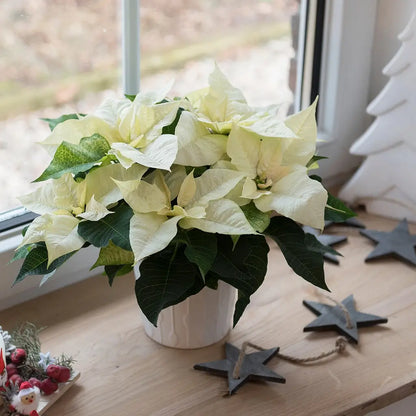 Weihnachtsstern auf der Fensterbank