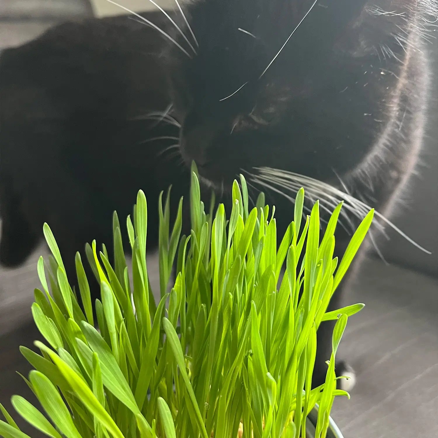 Schwarze Katze knabbert an weichem Weizengras