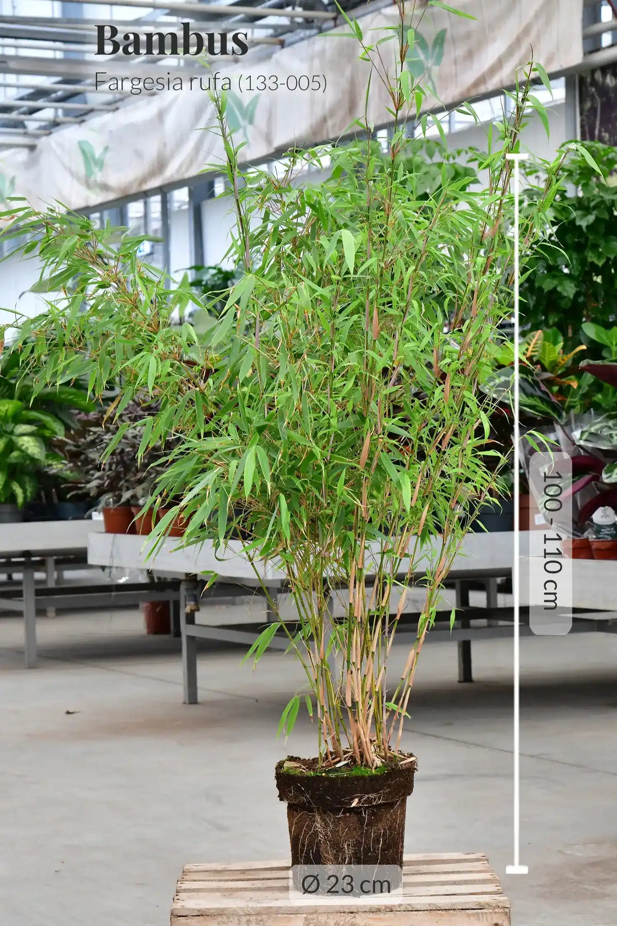Bambus für den Balkon kaufen – Green Me Up