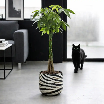 XXL Glückskastanie 140-150cm