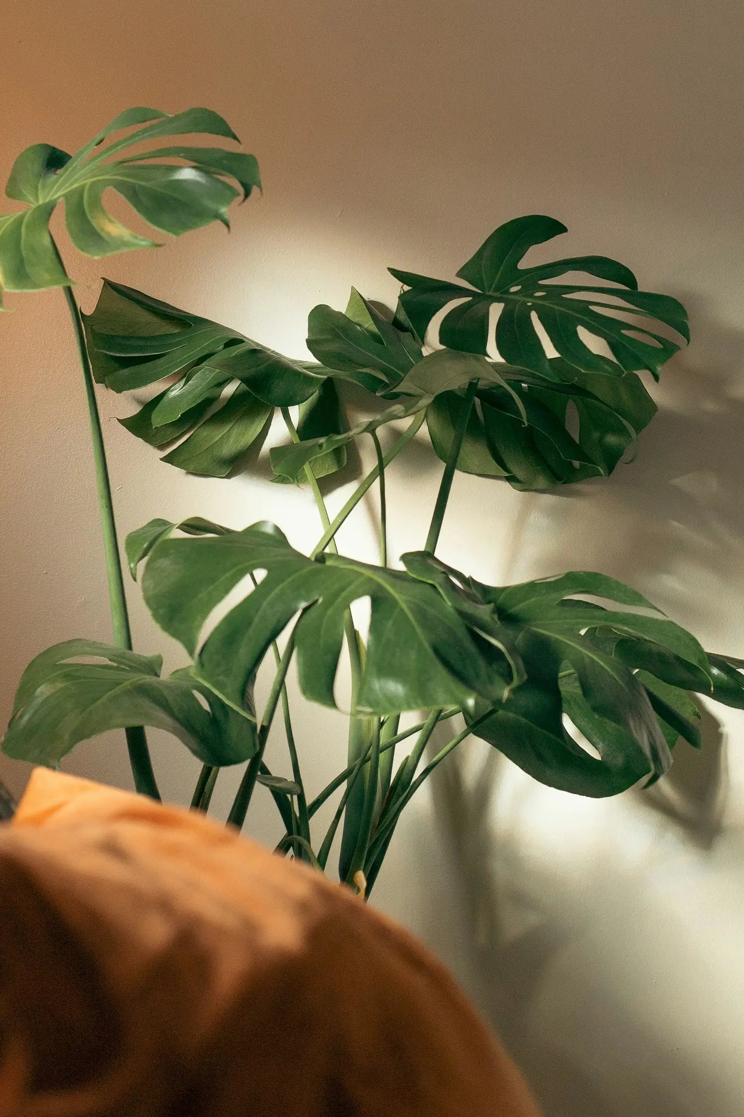 XXL Monstera neben Couch