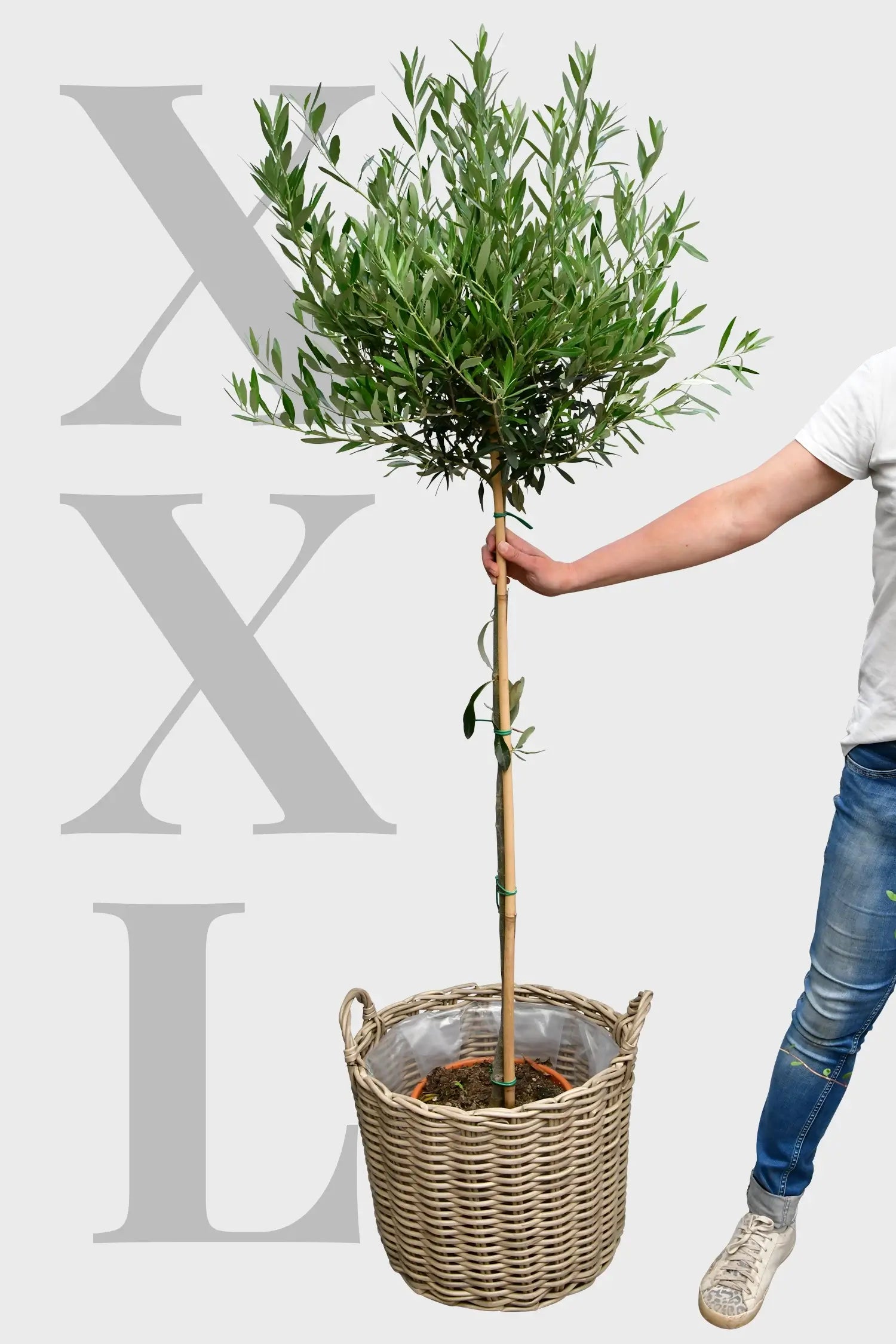 XXL Olivenbaum 160-170cm kaufen – Green Me Up