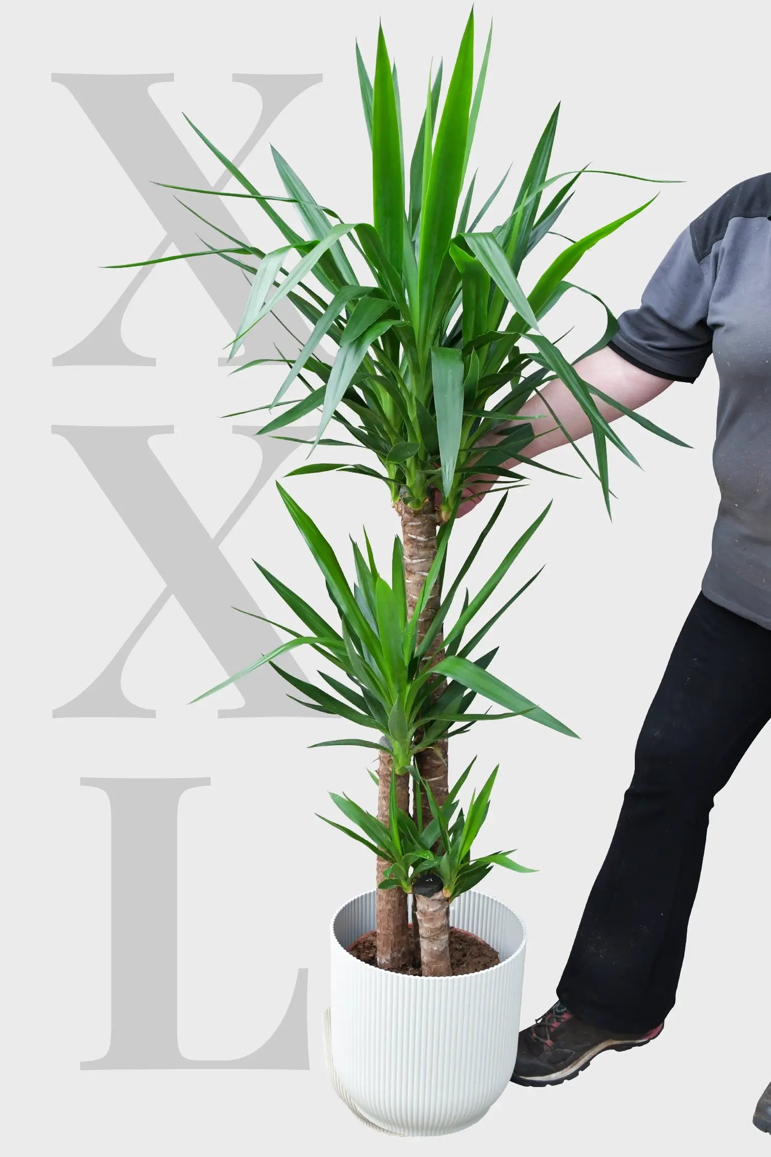 XXL Yucca Palme frisch direkt vom Gärtner kaufen und bestellen