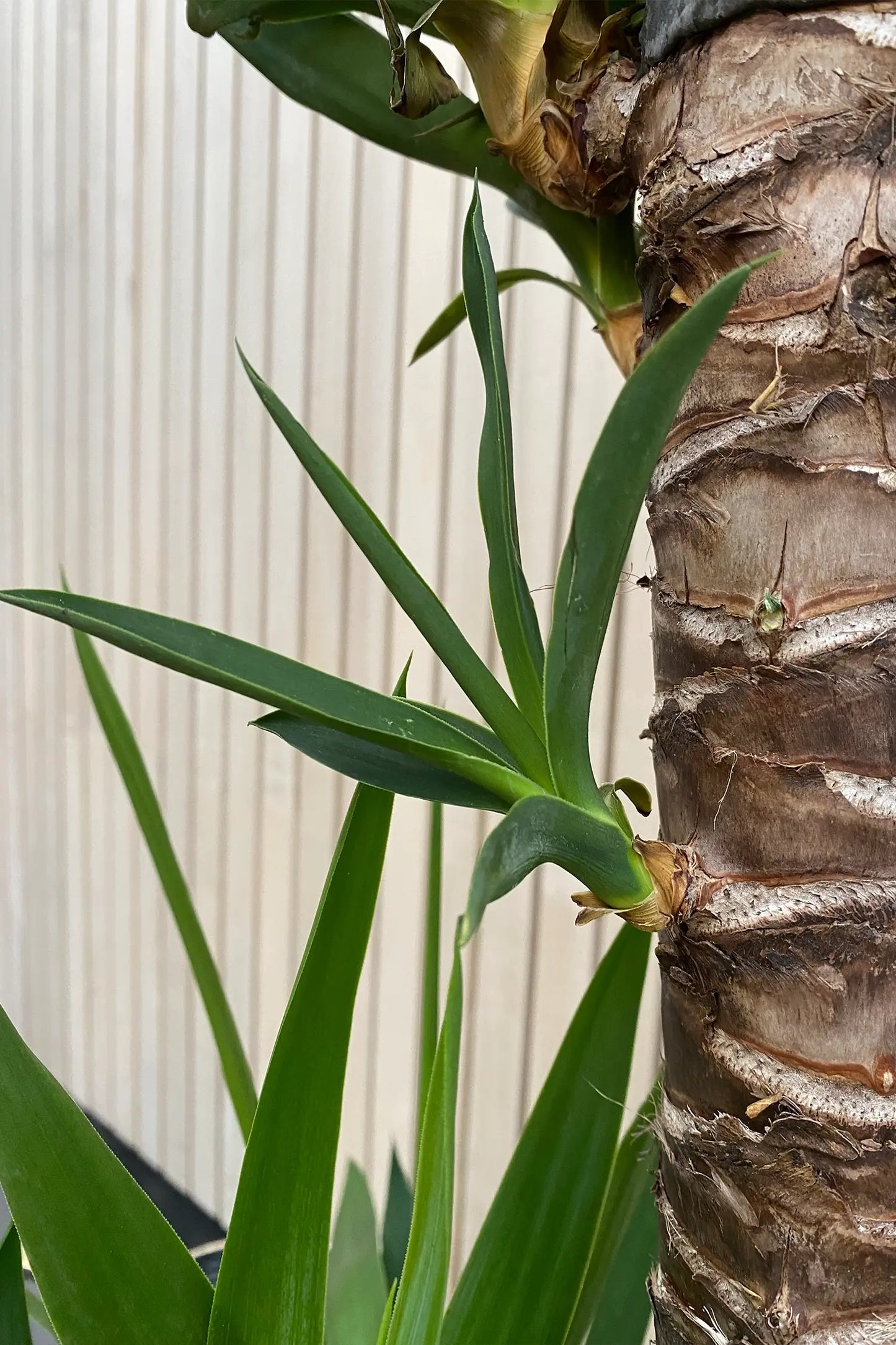 Detail von Blättern der XXL Yucca Palme