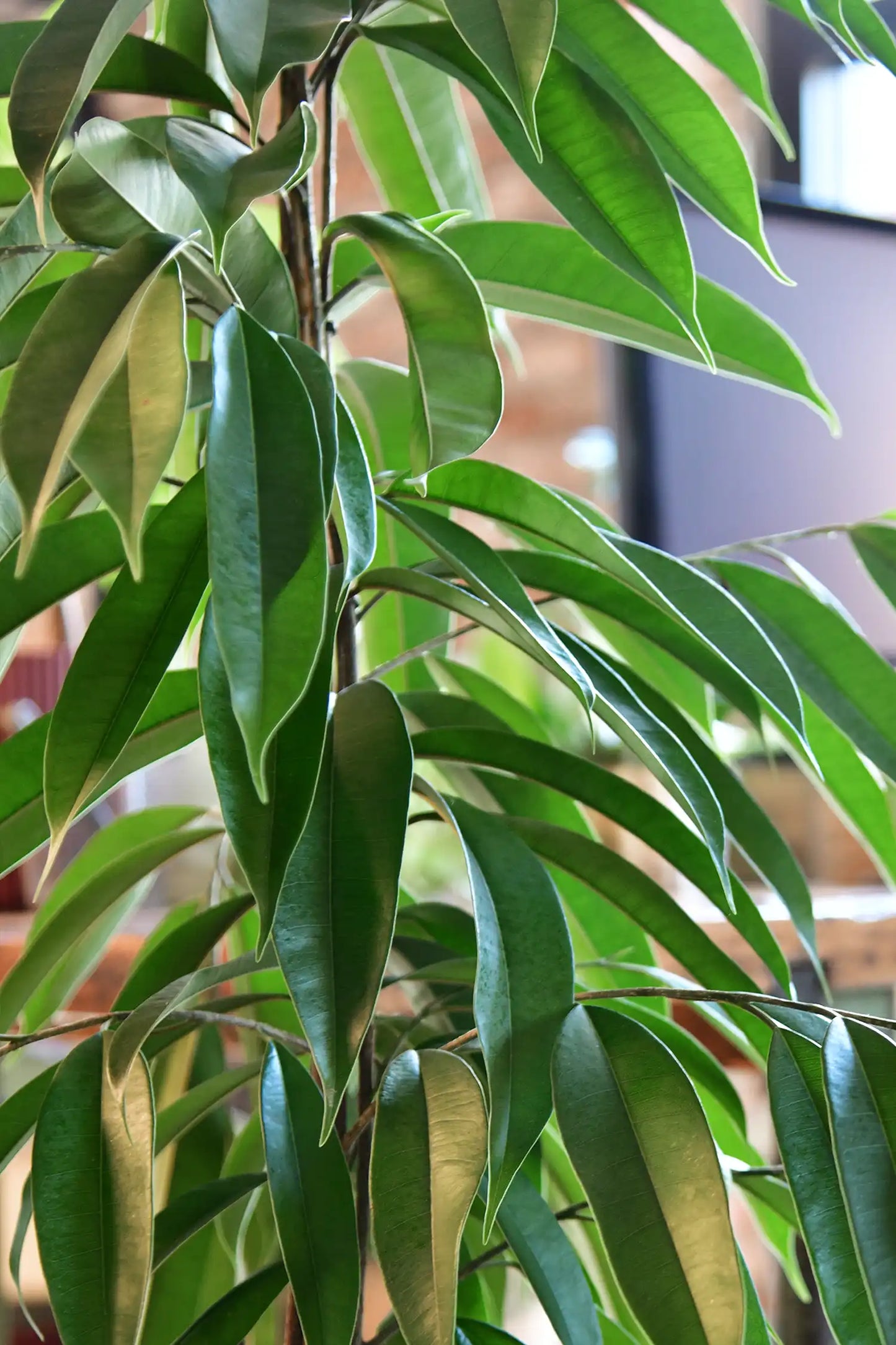 XXL Schmalblättriger Ficus Amstel King