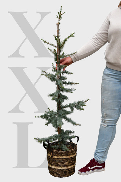 Skandi Look XXL Zeder Weihnachtsbaum, 130-140cm