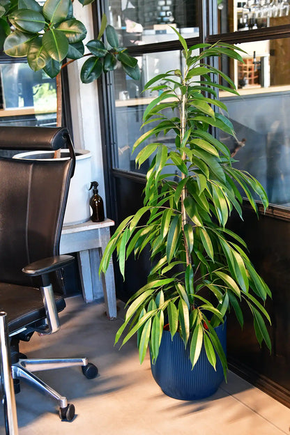 XXL Schmalblättriger Ficus Amstel King