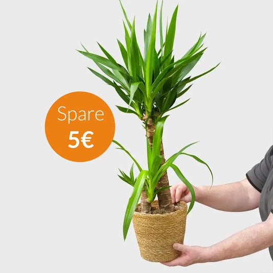 SPECIAL OFFER Yucca Palme