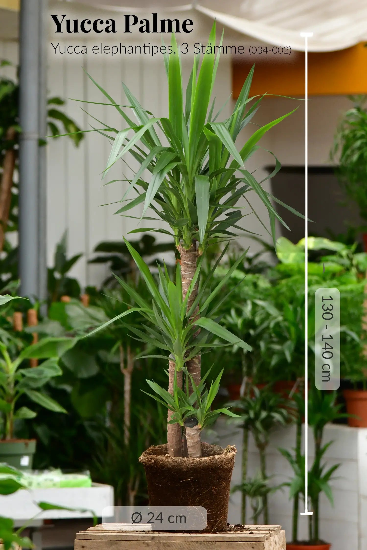 XXL Yucca Palme mit gesunden Wurzeln frisch beim Gärtner