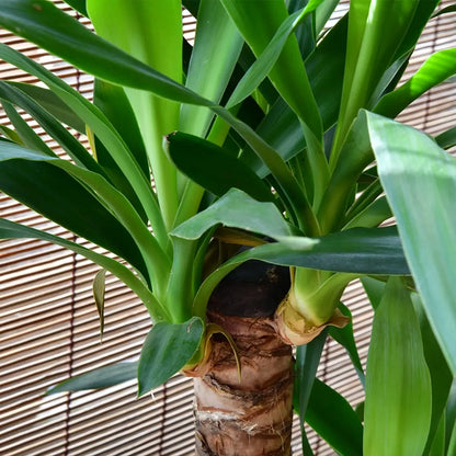 Große Yucca Palme, 90-100cm