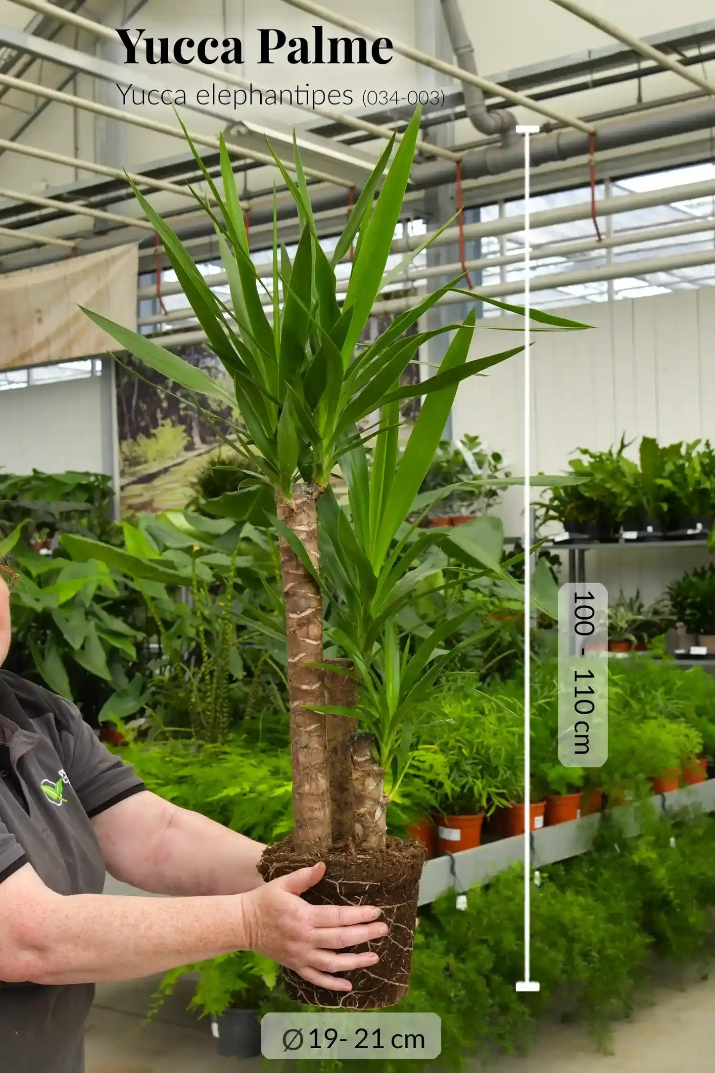 SPECIAL OFFER Große Yucca Palme, 100-110cm