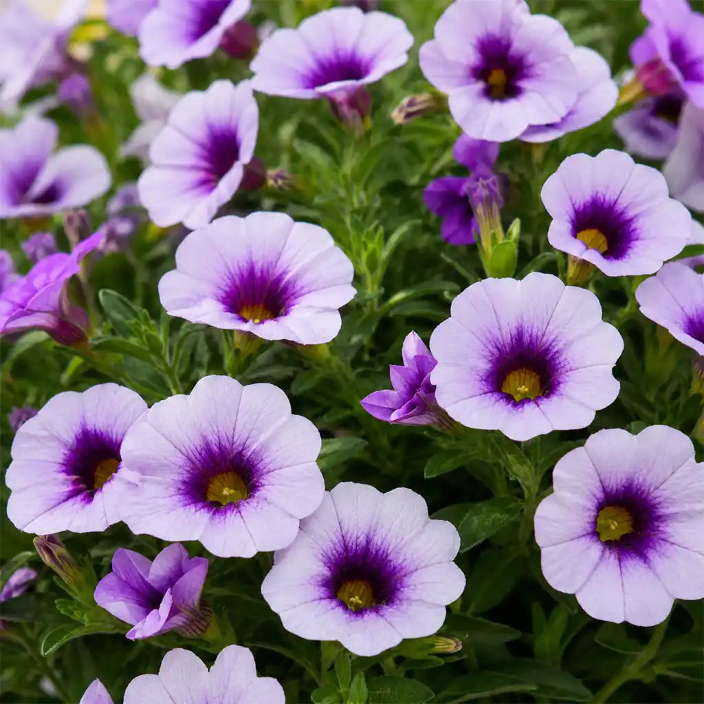 Calibrachoa Sky Blue, hängend