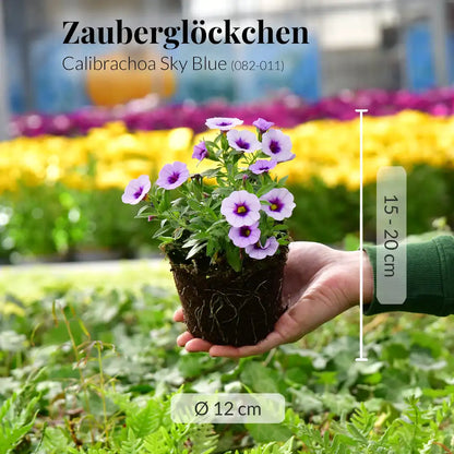 Calibrachoa Sky Blue, hängend