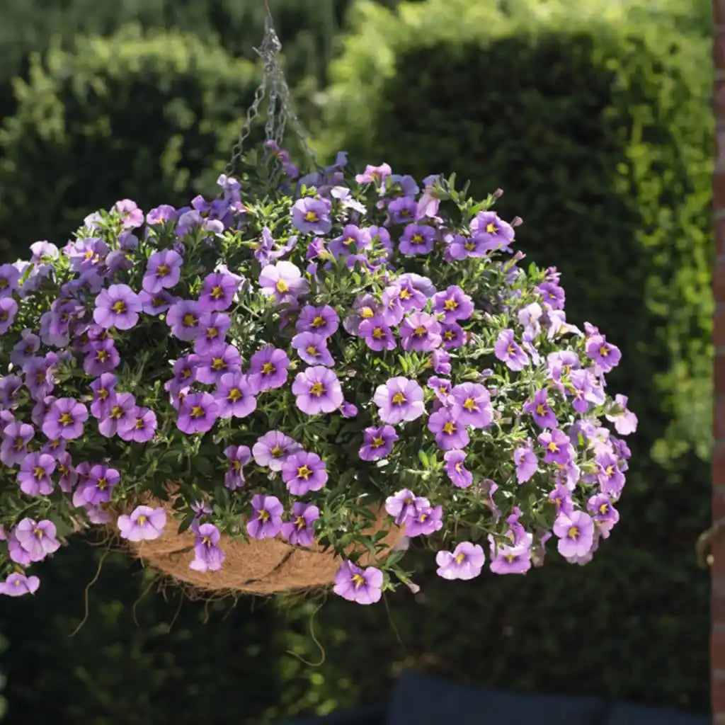 Calibrachoa Sky Blue, hängend