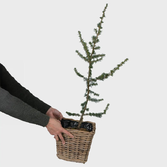 Elegante Zeder als Weihnachtsbaum im Topf frisch vom Gärtner bestellen.