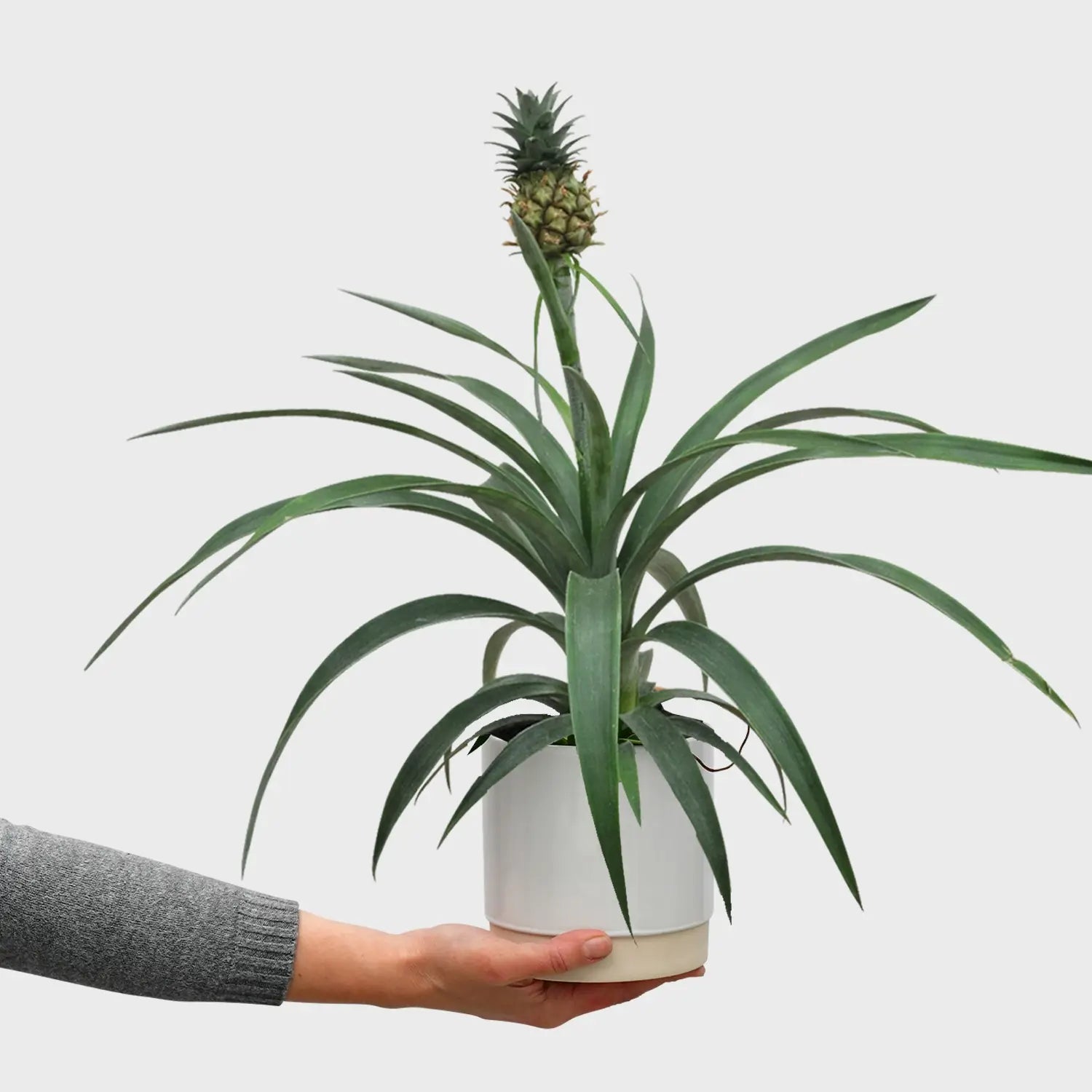 zimmerpflanze 200 cm XXL Washingtonia robusta bis 200 cm 50-60 cm Stamm Petticoat-Palme  Zimmerpflanze